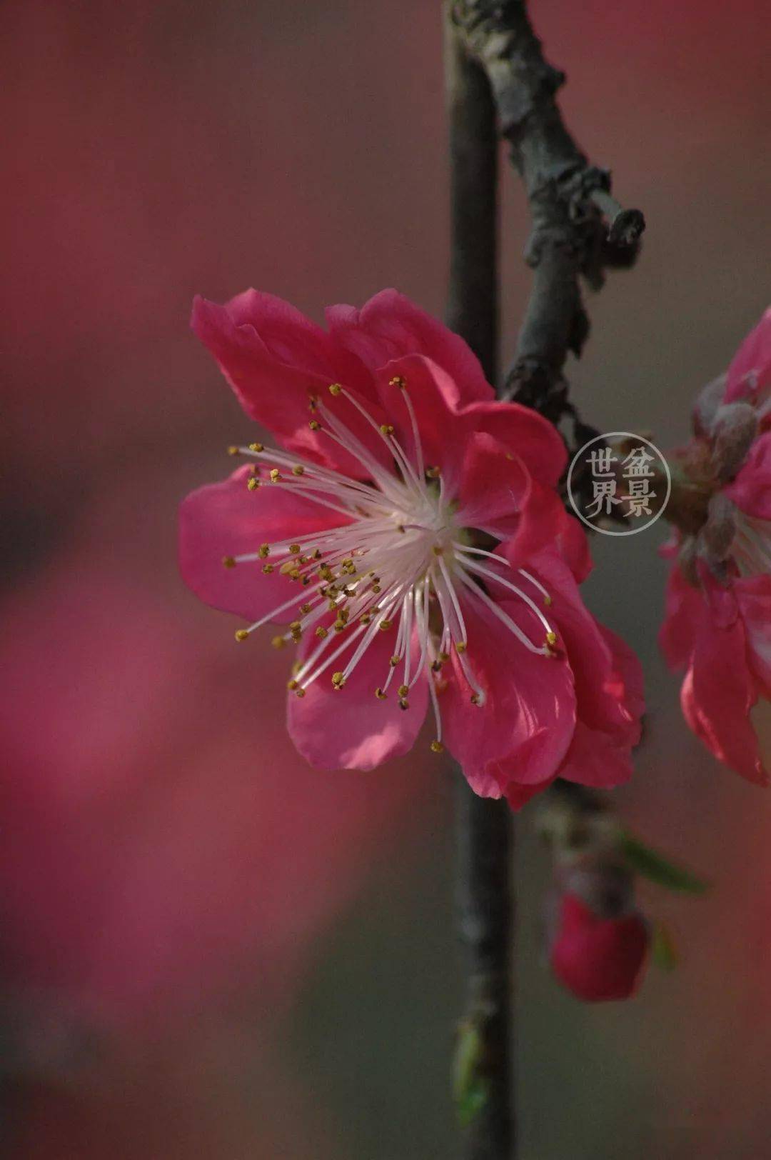 北京赏花备忘录——如何区分山桃、碧桃、樱花等 - 知乎