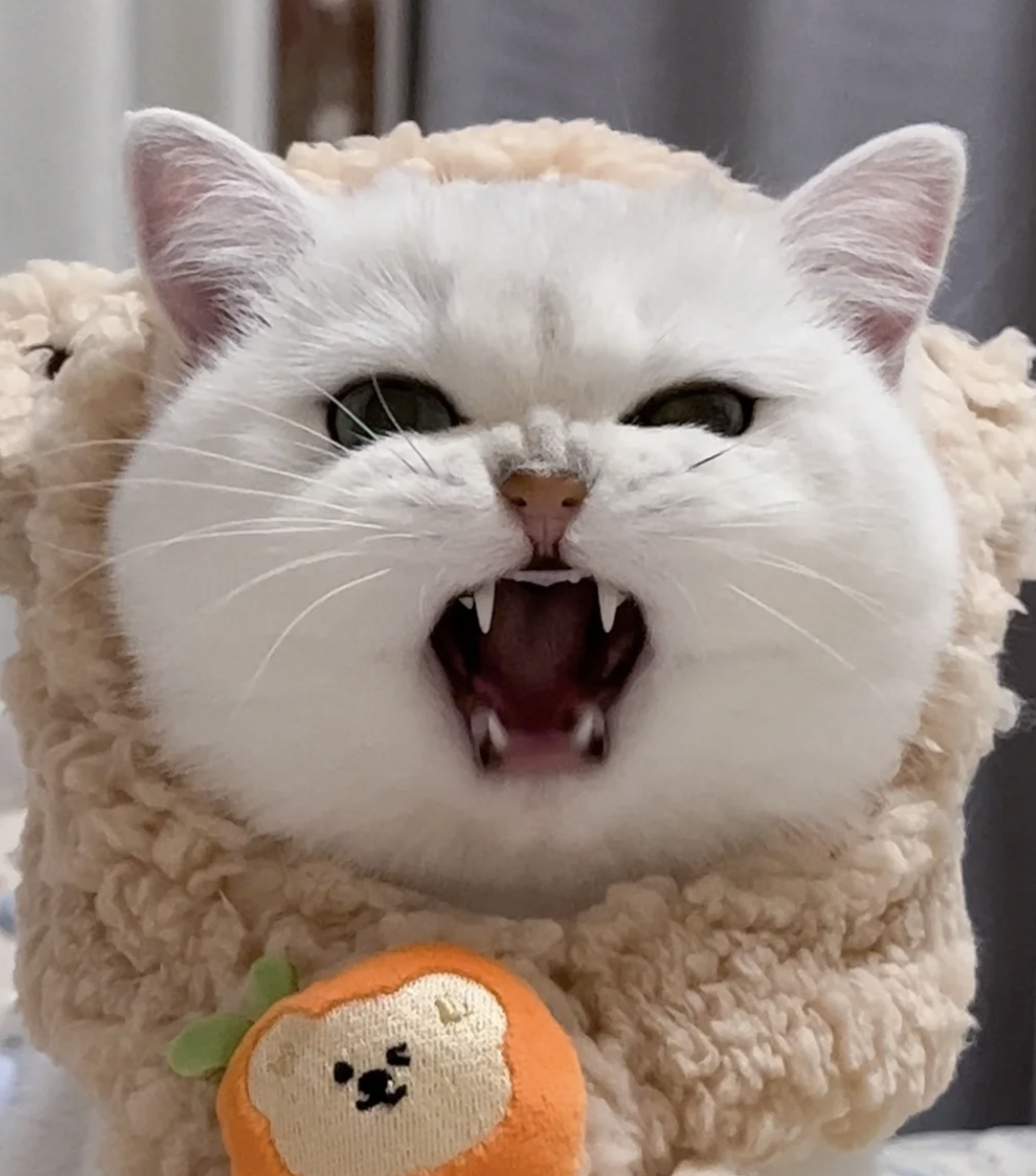 猫咪生气了会有这些表现,铲屎官可别在"雷区"上蹦迪!