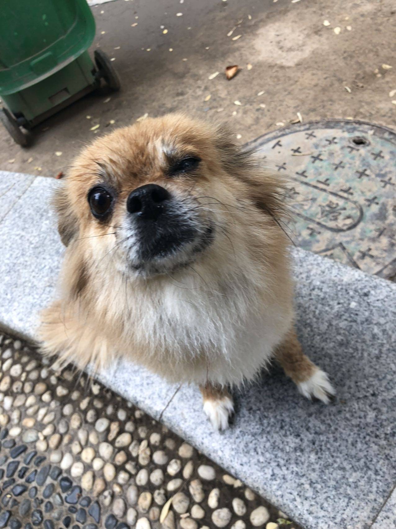 河南省鹤壁市淇滨区《重金寻狗》——5000寻"狮子狗串串"