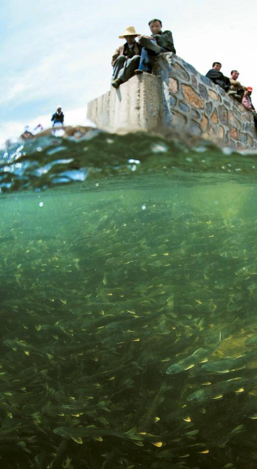 包含鱼被超度的词条 包含鱼被超度的词条