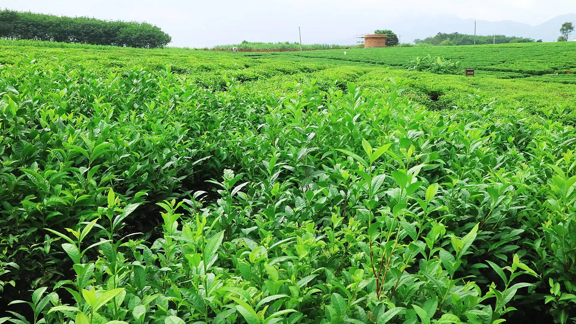 海南白沙：生态茶园种出“致富茶”-新闻中心-南海网