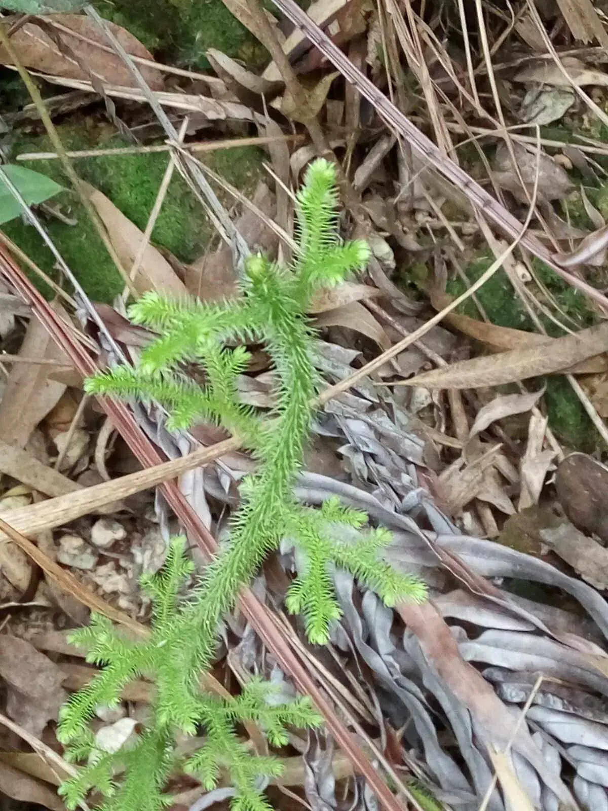 大山上有一种野草人称"过山龙",从前无人理,如今千金难求一株