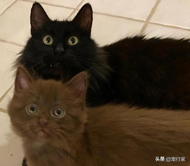 猫咪一家五口被好心人救助 流浪猫也有春天 苦痛终将过去