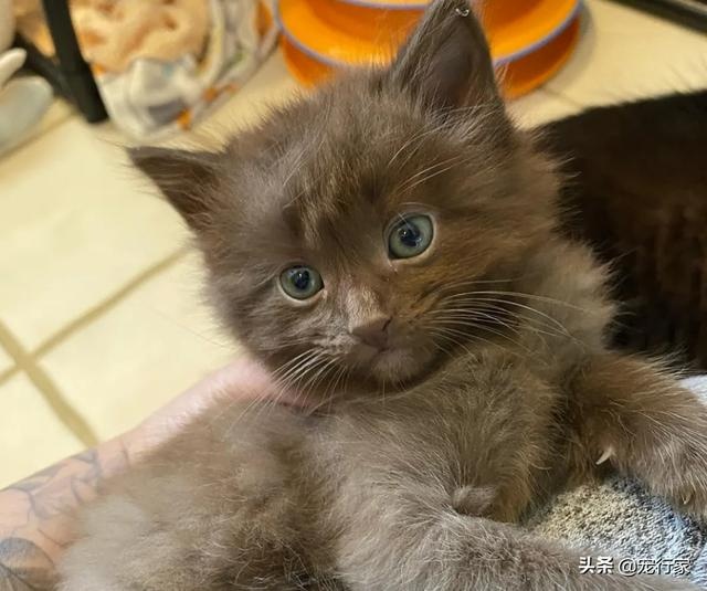 猫咪一家五口被好心人救助 流浪猫也有春天 苦痛终将过去