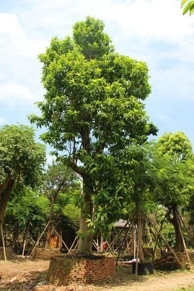 如何形容夏天的味道?或许是记忆中的花香