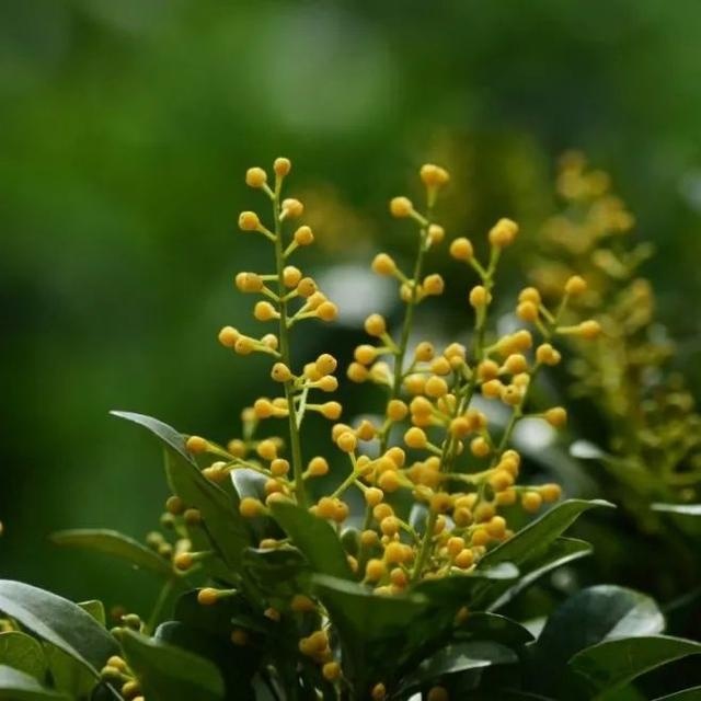 如何形容夏天的味道?或许是记忆中的花香