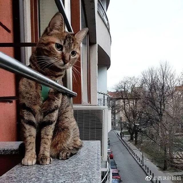 芬兰一男子带宠物猫一起旅行,画面非常有爱