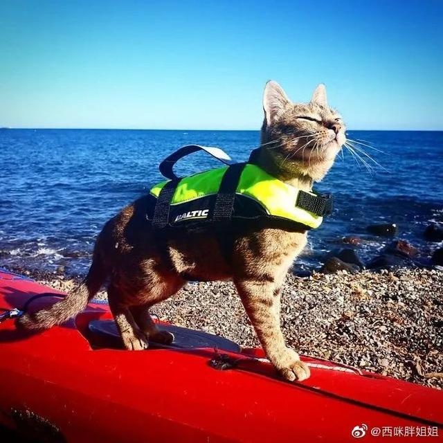 芬兰一男子带宠物猫一起旅行,画面非常有爱