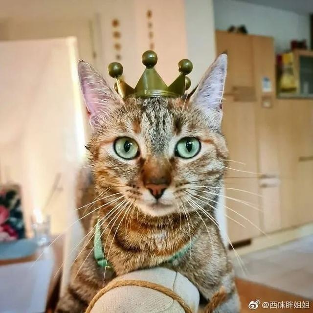 芬兰一男子带宠物猫一起旅行,画面非常有爱