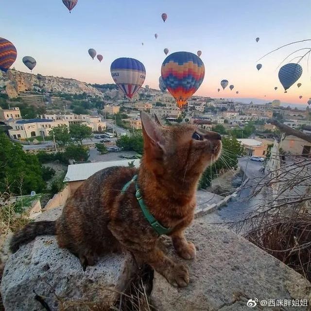 芬兰一男子带宠物猫一起旅行,画面非常有爱