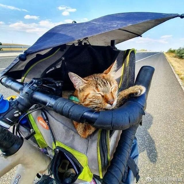 芬兰一男子带宠物猫一起旅行,画面非常有爱