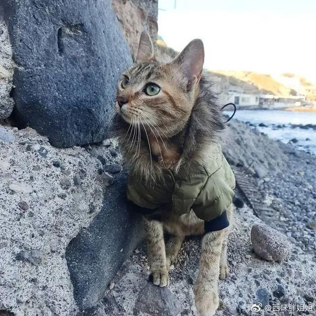 芬兰一男子带宠物猫一起旅行,画面非常有爱