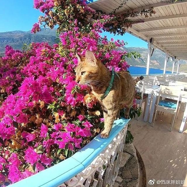 芬兰一男子带宠物猫一起旅行,画面非常有爱
