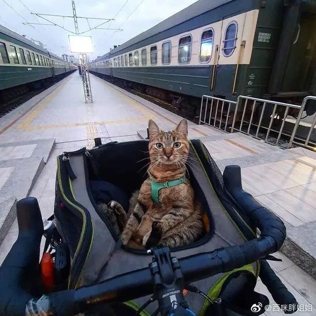 芬兰一男子带宠物猫一起旅行,画面非常有爱