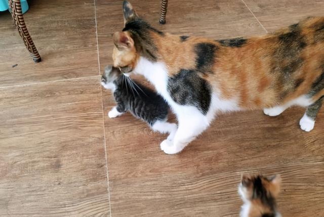Why does a female cat "baby cat" for its owner? After knowing the reason, I was quite moved