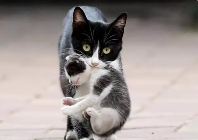 Why does a female cat "baby cat" for its owner? After knowing the reason, I was quite moved