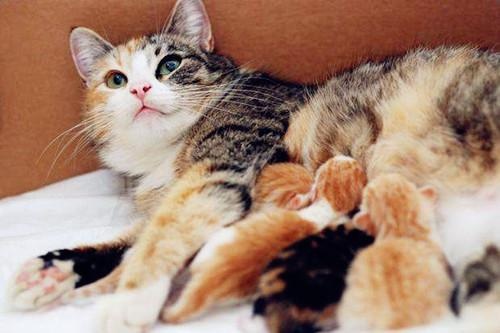 Why does a female cat "baby cat" for its owner? After knowing the reason, I was quite moved
