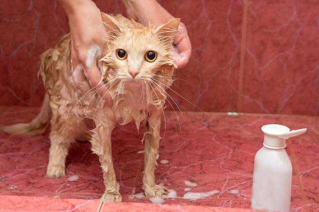 The seven "scented cats" in the cat world, with their own fragrance, can not stand the smell of the pet can rest assured to keep