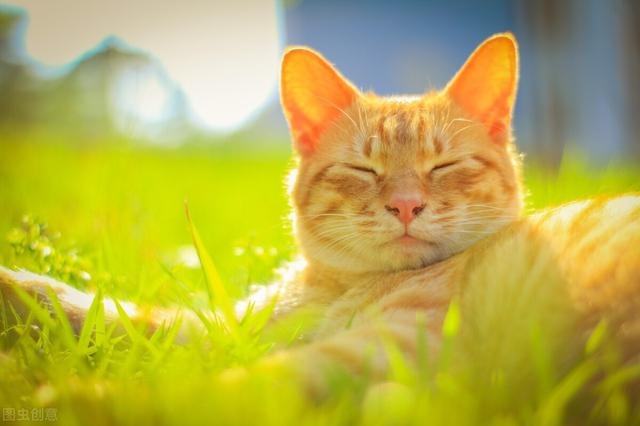 The seven "scented cats" in the cat world, with their own fragrance, can not stand the smell of the pet can rest assured to keep