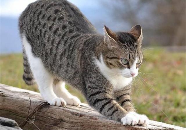 The seven "scented cats" in the cat world, with their own fragrance, can not stand the smell of the pet can rest assured to keep