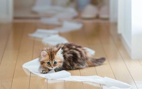 Why does a female cat "baby cat" for its owner? After knowing the reason, I was quite moved