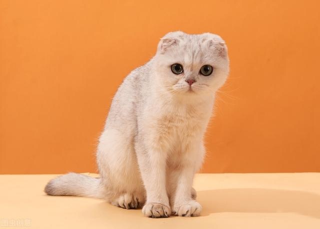 The seven "scented cats" in the cat world, with their own fragrance, can not stand the smell of the pet can rest assured to keep