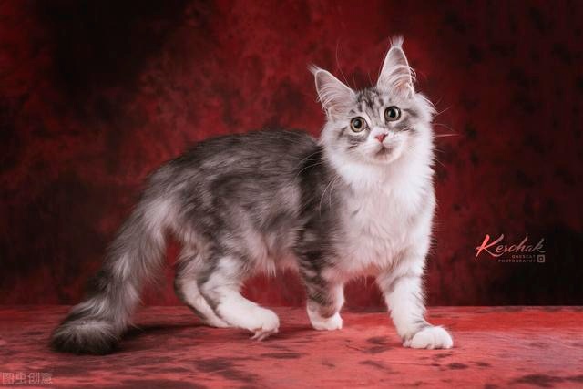 The seven "scented cats" in the cat world, with their own fragrance, can not stand the smell of the pet can rest assured to keep