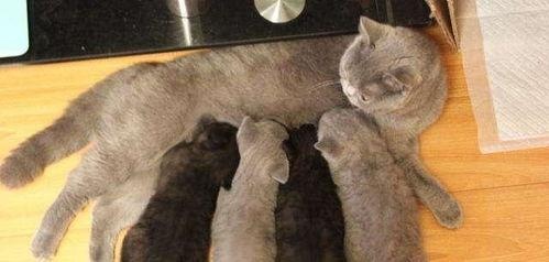 Why does a female cat "baby cat" for its owner? After knowing the reason, I was quite moved