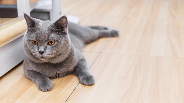 The seven "scented cats" in the cat world, with their own fragrance, can not stand the smell of the pet can rest assured to keep