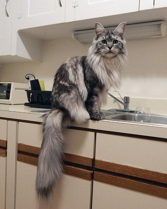 The seven "scented cats" in the cat world, with their own fragrance, can not stand the smell of the pet can rest assured to keep