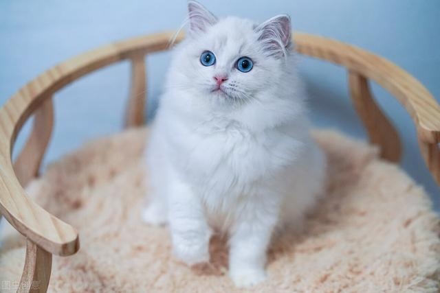 The seven "scented cats" in the cat world, with their own fragrance, can not stand the smell of the pet can rest assured to keep