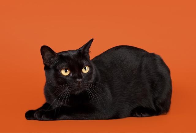The seven "scented cats" in the cat world, with their own fragrance, can not stand the smell of the pet can rest assured to keep