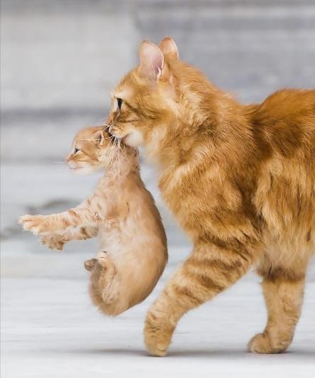 Why does a female cat "baby cat" for its owner? After knowing the reason, I was quite moved