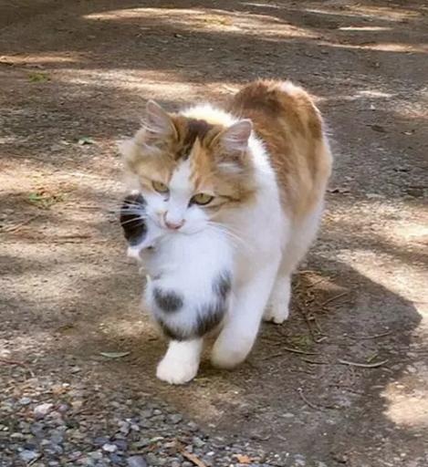 Why does a female cat "baby cat" for its owner? After knowing the reason, I was quite moved