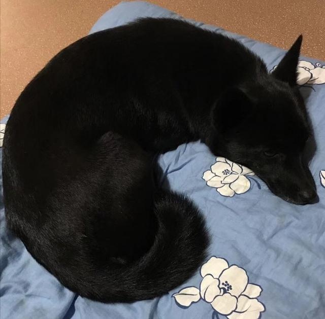 Does a dog really know he's a dog? Netizen: In front of me, it is my boss