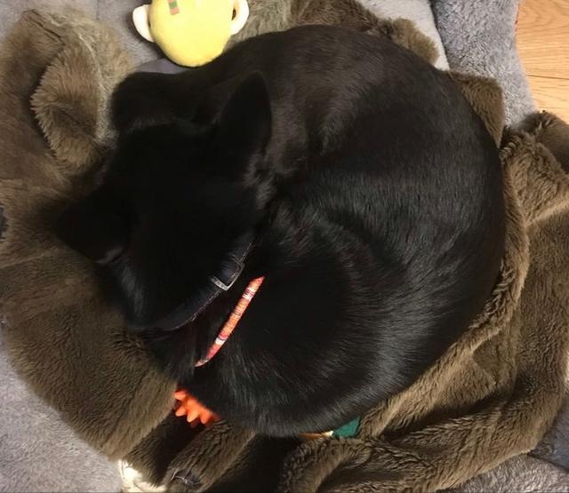 Does a dog really know he's a dog? Netizen: In front of me, it is my boss