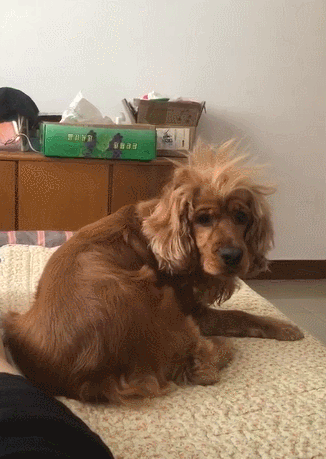 Does a dog really know he's a dog? Netizen: In front of me, it is my boss