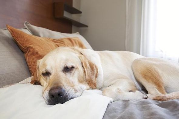 Does a dog really know he's a dog? Netizen: In front of me, it is my boss