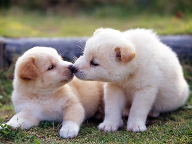 Does a dog really know he's a dog? Netizen: In front of me, it is my boss