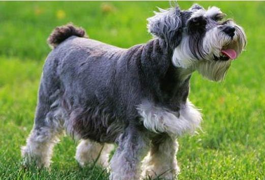In-depth analysis of the 5 reasons why the Shennery dog "bites people"