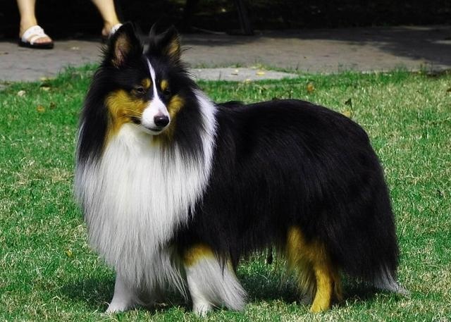 Also a sheepdog, why are there more shepherds than happy?