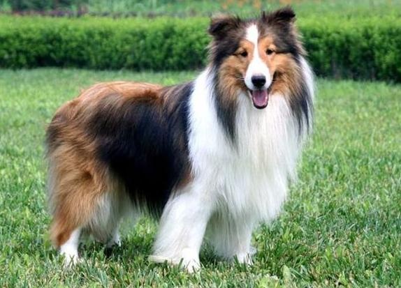 Also a sheepdog, why are there more shepherds than happy?