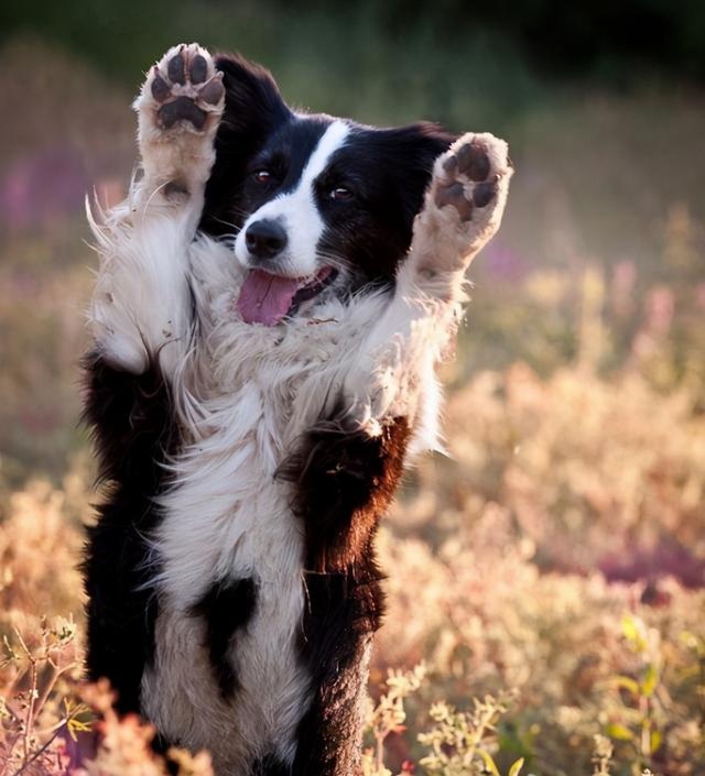 Also a sheepdog, why are there more shepherds than happy?