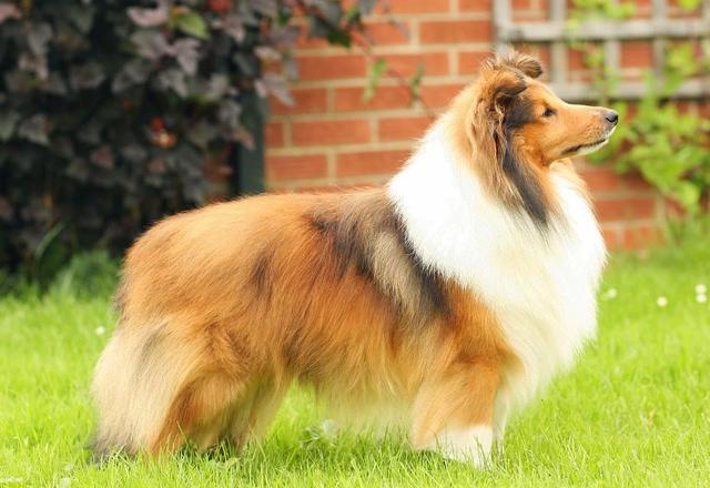 Also a sheepdog, why are there more shepherds than happy?