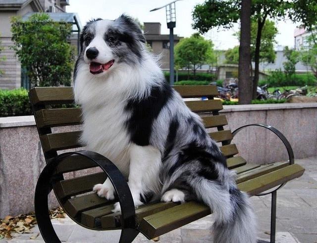 Also a sheepdog, why are there more shepherds than happy?