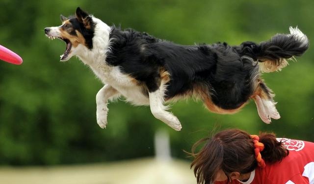 Also a sheepdog, why are there more shepherds than happy?
