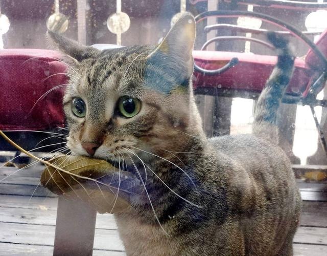 11 Cats "Weird Behavior": Watch you go to the toilet, play with water, how many of your cats have been in?