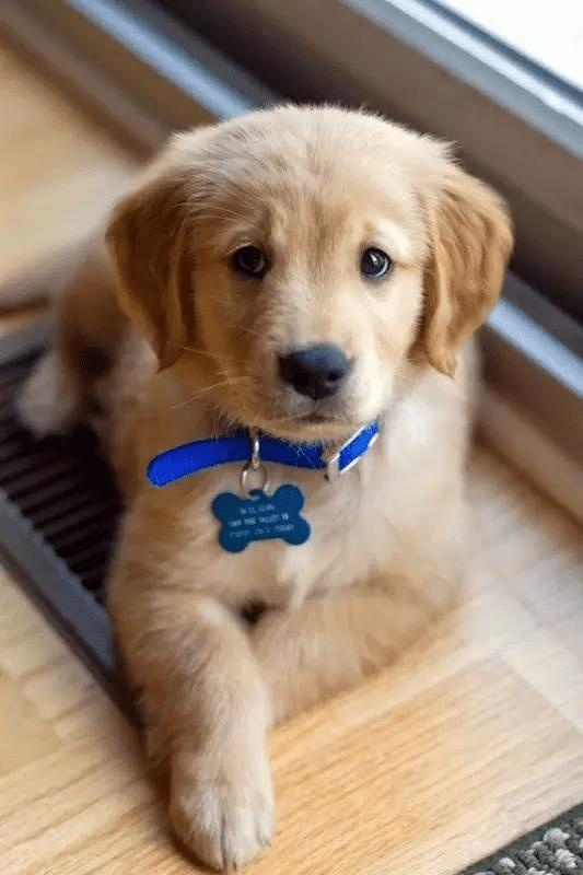 In the face of the owner's injury, what kind of psychology is the dog? Whether it will complain about it