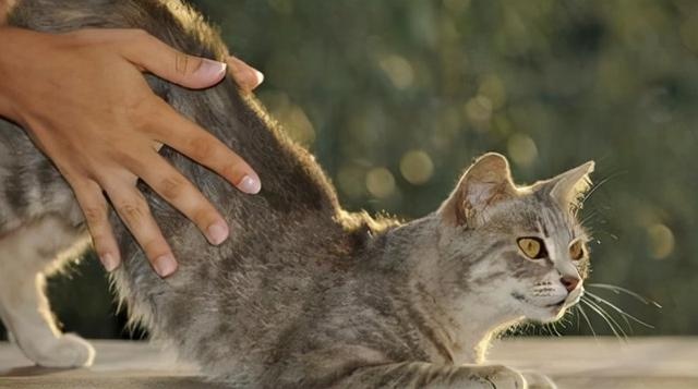 11 Cats "Weird Behavior": Watch you go to the toilet, play with water, how many of your cats have been in?