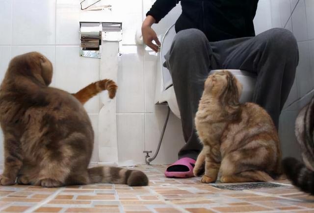 11 Cats "Weird Behavior": Watch you go to the toilet, play with water, how many of your cats have been in?